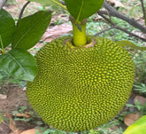 Jack Fruit