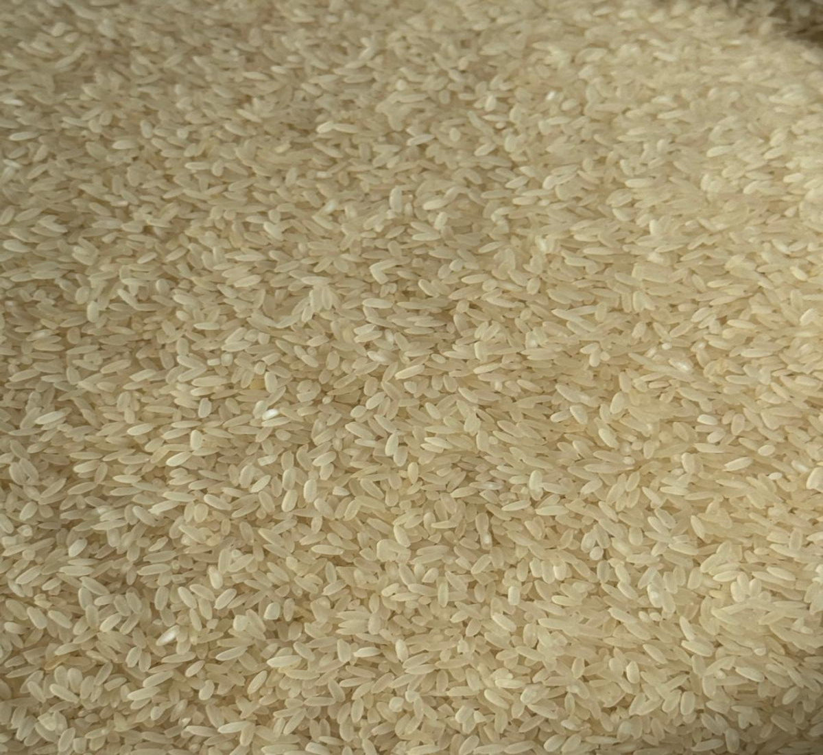 Kichadi Samba Rice