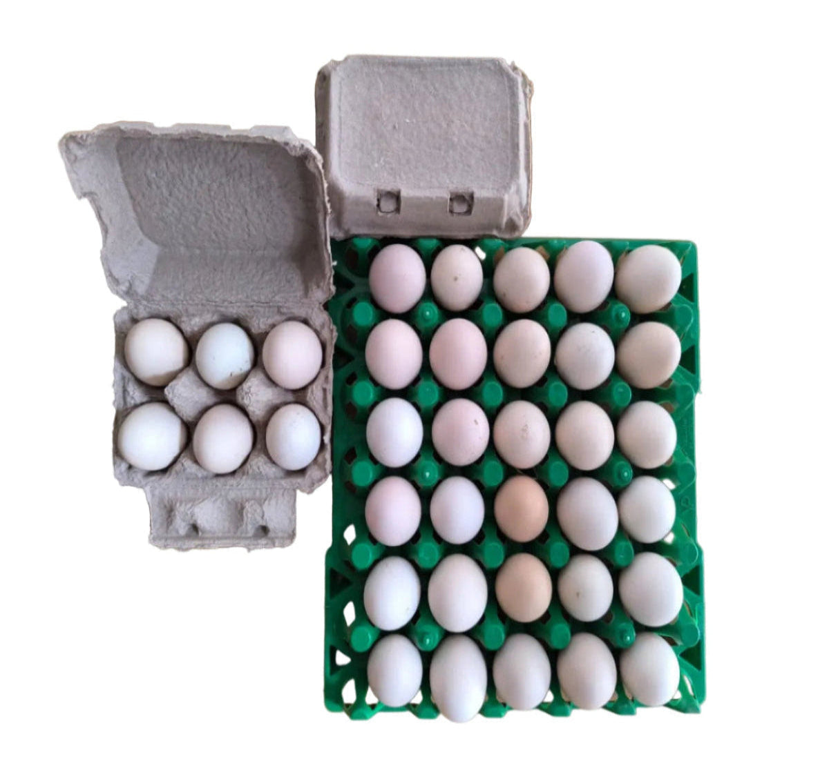 Country Chicken Eggs[Pack Of 6]